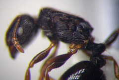 Tetramorium chefketi