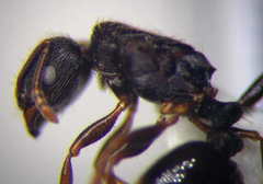 Tetramorium chefketi