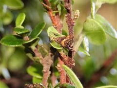 Glaucocharis chrysochyta