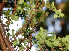 Glaucocharis chrysochyta