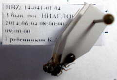 Tetramorium chefketi