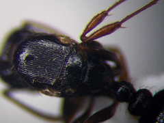 Tetramorium chefketi