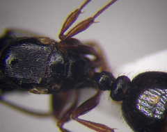 Tetramorium chefketi