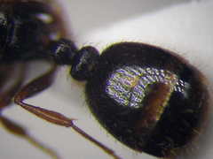 Tetramorium chefketi