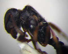 Tetramorium chefketi