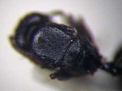 Tetramorium chefketi