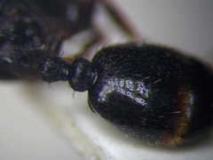 Tetramorium chefketi