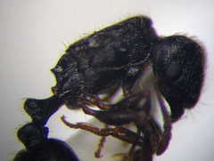 Tetramorium chefketi