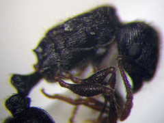 Tetramorium chefketi