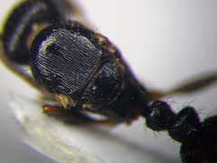 Tetramorium chefketi