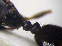 Tetramorium chefketi