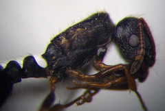 Tetramorium chefketi