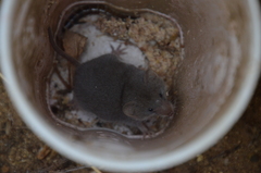 Notiosorex crawfordi