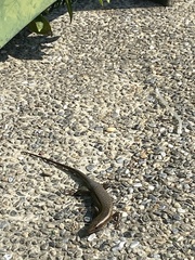 Eutropis longicaudata