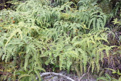 Dicranopteris