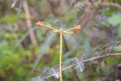 Dicranopteris