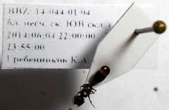 Tetramorium chefketi