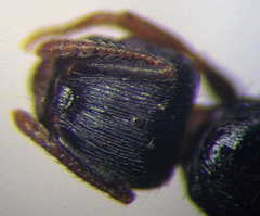 Tetramorium chefketi