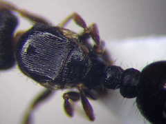 Tetramorium chefketi