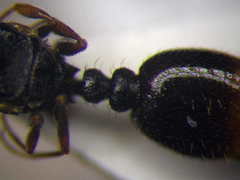 Tetramorium chefketi