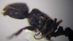 Tetramorium chefketi