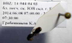Tetramorium chefketi