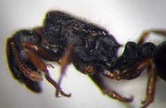 Tetramorium chefketi
