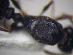 Tetramorium chefketi