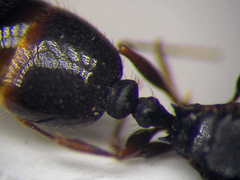 Tetramorium chefketi