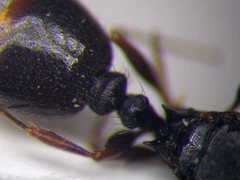 Tetramorium chefketi