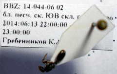 Tetramorium chefketi