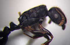 Tetramorium chefketi