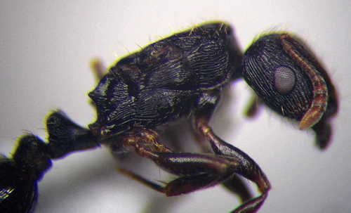 谢夫凯特铺道蚁Tetramorium chefketi