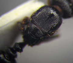 Tetramorium chefketi