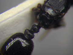 Tetramorium chefketi