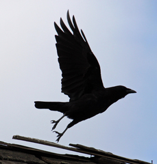 Corvus brachyrhynchos