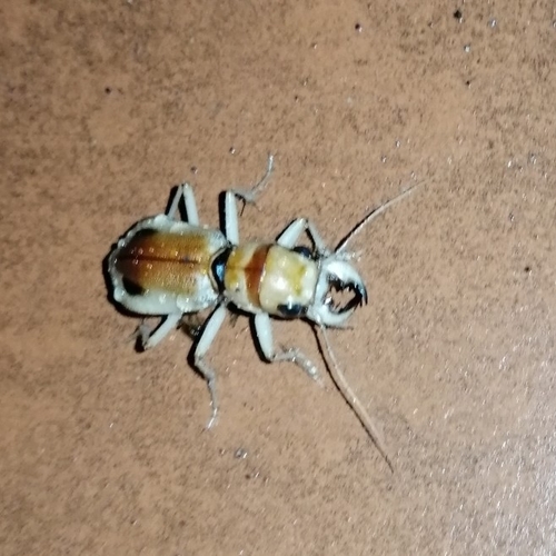 Phaeoxantha klugii
