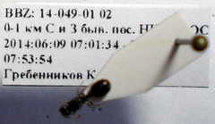 Tetramorium chefketi