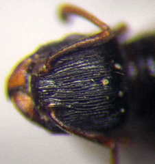 Tetramorium chefketi