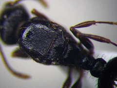 Tetramorium chefketi