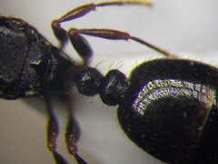 Tetramorium chefketi