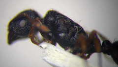 Tetramorium chefketi
