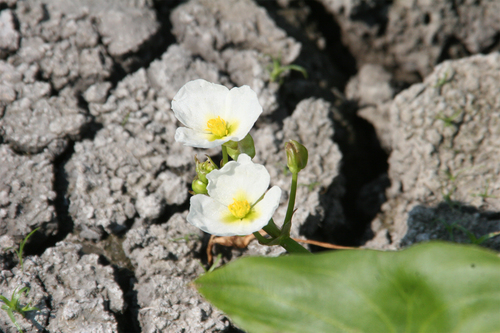 Sagittaria calycina, photograph 4