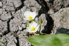 L. K. Holt, CC BY, iNaturalist via GBIF Sagittaria calycina, photograph L. K. Holt, CC BY, iNaturalist via GBIF