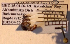 Tetramorium chefketi