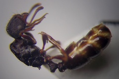 Tetramorium chefketi