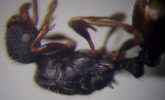 Tetramorium chefketi