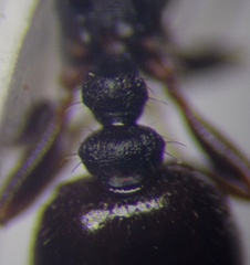 Tetramorium chefketi