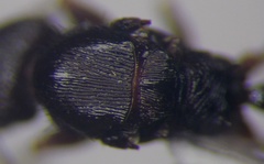 Tetramorium chefketi