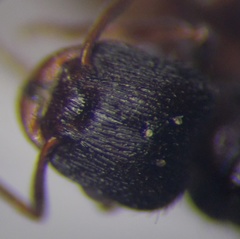 Tetramorium chefketi